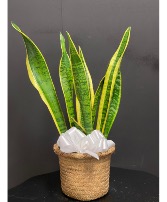 Snake plant Potted Plant