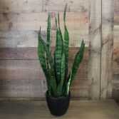 Sansevieria Trifasciata 'Snake Plant'