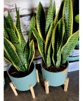 Snake Plant In Nice Ceramic Pot With Stand 