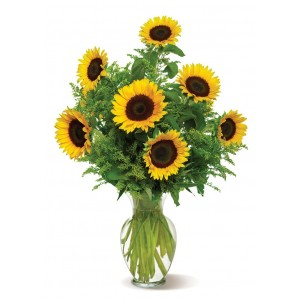 SNAZZY SUNFLOWERS