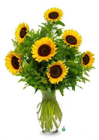 Snazzy Sunflowers in Liberty, NC | GARRETT'S FLOWER SHOP Snazzy Sunflowers in Liberty, NC | GARRETT'S FLOWER SHOP