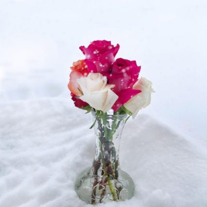 Snow blooms  1/2 doz mix roses