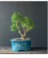 Snow Rose - 8 years old - 15 inches  Bonsai Elegance - Snow Rose - Tree of a Thousand Stars