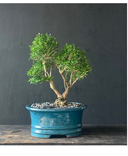 Snow Rose - SOLD OUT! Coming back soon Bonsai Elegance - Tree of a Thousand Stars -