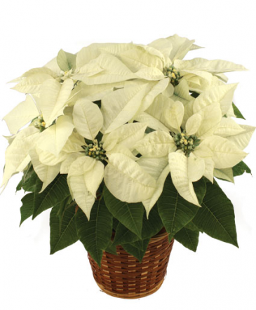 Snow White Poinsettia Flowering Plant in Corner Brook, NL | The Orchid