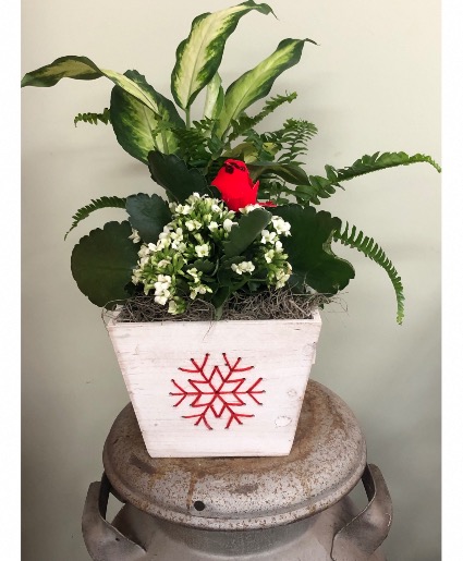 Snowflake planter Live plants