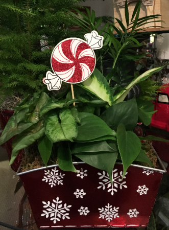 Snowflake Tin Dishgarden Plant