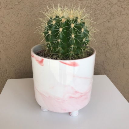 Soft Pink Cactus Cactus Plant 