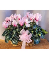 Soft Pink Cyclamen Blooming Plant