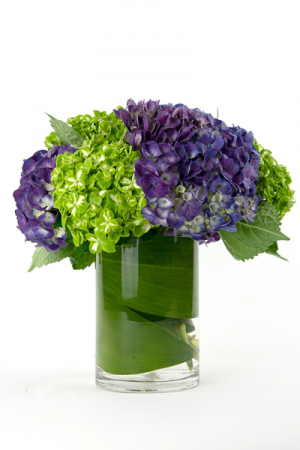 Soft Shades Of Hydrangeas Compact