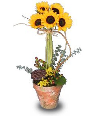 SOLAR POWER Topiary Pot in New Milford, CT | RUTH CHASE FLOWERS