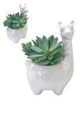 *SOLD OUT* LIVELY LAMA SUCCULENT GARDEN 