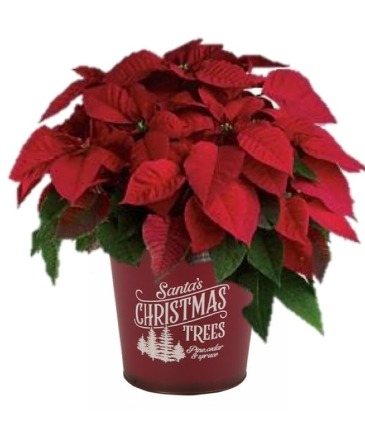  Poinsettia Holiday Plant in Whitesboro, NY | KOWALSKI FLOWERS INC.