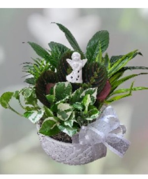 Solice Of The Soul  FHF-P8412 Assorted Plants (local delivery only)