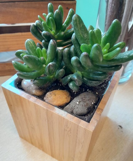 Soloist Succulent Single succulent with river rock in a contemporary container 