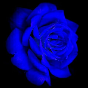 Something blue  & special Roses 