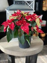 Sonora White Glitter Poinsettia Plant