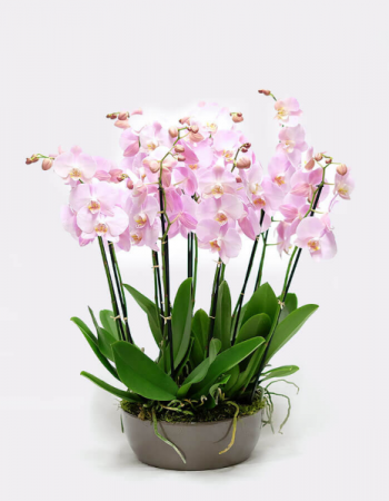Sophisticate Mother’s Day Orchid