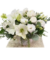 Sophisticated Amaryllis Cut flowers