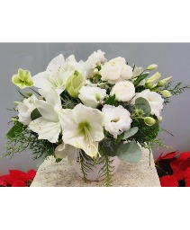 Sophisticated Amaryllis Cut flowers