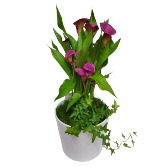 Sophisticated Calla  Flowers
