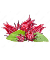 Sorrel Seeds 