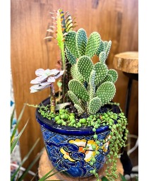 Southwest Cactus Garden Home/Office Plant