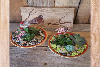 Southwest Succulent Bowls plants