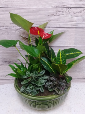 Spa Day Dish Garden