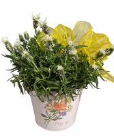 Spanish Lavender  