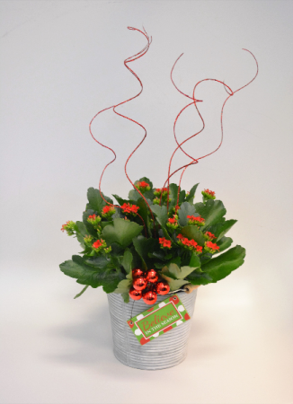 Sparkle & Shine Flowering Plant
