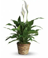 Spathiphjyllum or Peace Lily Live Plant in 3 sizes