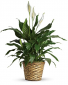 Spathiphyllum 
