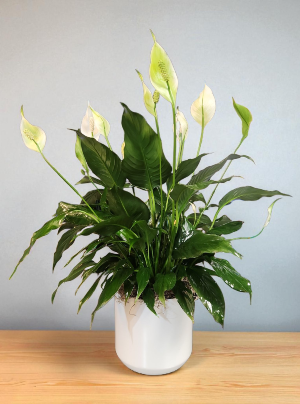 Spathiphyllum Clevelandii 
