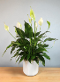 Spathiphyllum Clevelandii 