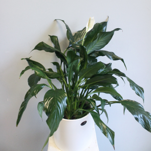 Spathiphyllum 'Peace Lily' 