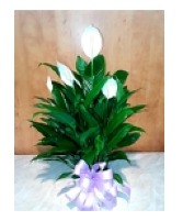 Spathiphyllum (Peace Lily) Blooming Green House plant