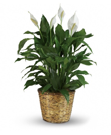 spathiphyllum- Peace Lily Plant in Wellington, CO | Aesoph Flowers