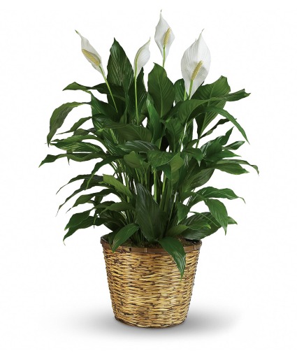 spathiphyllum- Peace Lily Plant