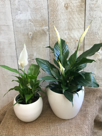 Spathiphyllum Peace Lily Plants