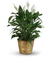 Spathiphyllum Plant -  Easy care