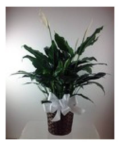 Spathiphyllum Plant -  