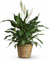 Spathiphyllum Plant