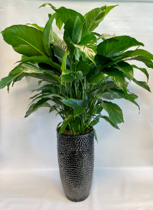 spathiphyllum plant in Falls Church, VA | Geno's Flowers spathiphyllum plant in Falls Church, VA | Geno's Flowers
