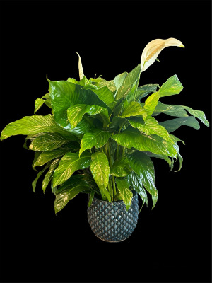 Spathiphyllum Plant 
