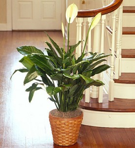 Spathiphyllum Plant for Sympathy plant