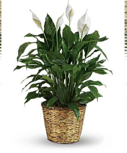 Spathiphyllum Plant Plant