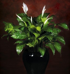 Peace Lily Potted
