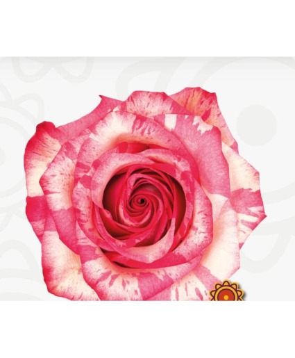 Special Lady Dozen Speckled Pink and White Rose in a vase 