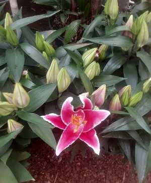 Special Order Lilly Plants Plant 